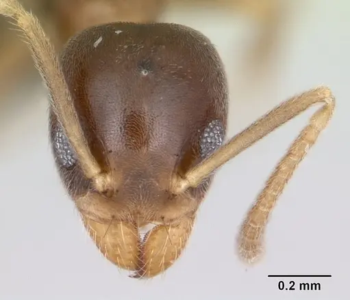 Technomyrmex fisheri - CASENT0485349