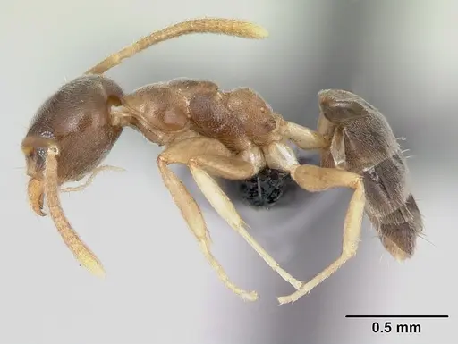 Technomyrmex fisheri - CASENT0485349