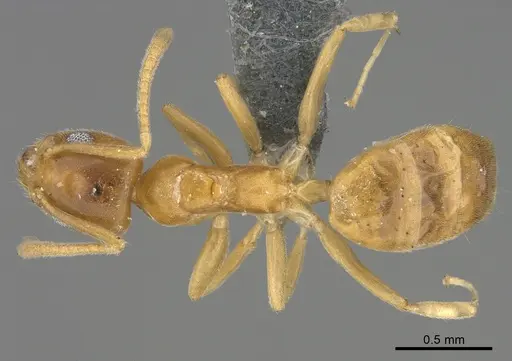 Technomyrmex fisheri - CASENT4024431