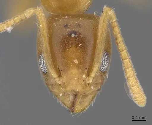 Technomyrmex fisheri - CASENT4024431