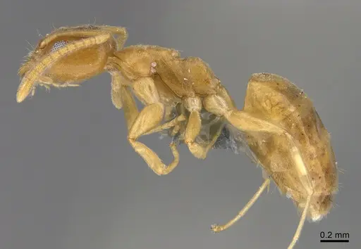 Technomyrmex fisheri - CASENT4024431