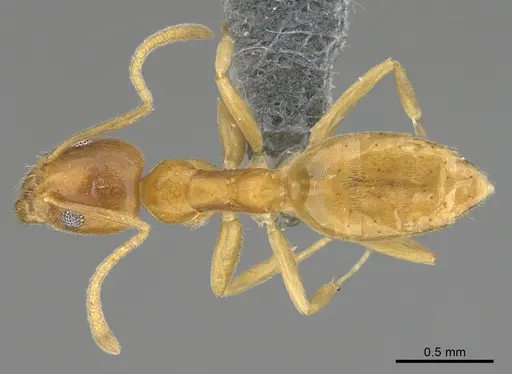 Technomyrmex fisheri - CASENT4024434