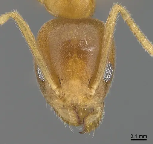 Technomyrmex fisheri - CASENT4024434