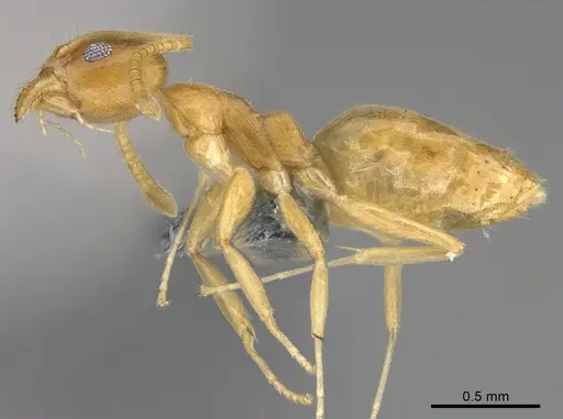 Technomyrmex fisheri - CASENT4024434