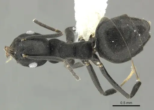 Technomyrmex fornax specimen