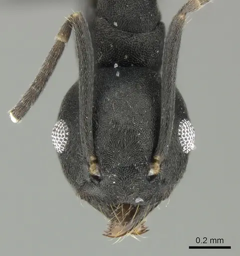 Technomyrmex fornax specimen