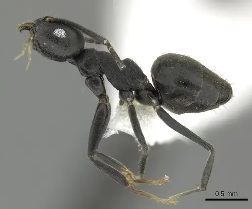 Technomyrmex fornax specimen