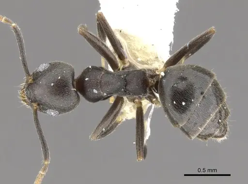 Technomyrmex fornax - CASENT0903041