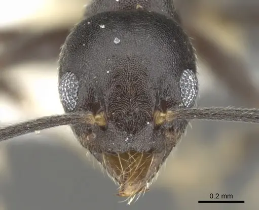 Technomyrmex fornax - CASENT0903041