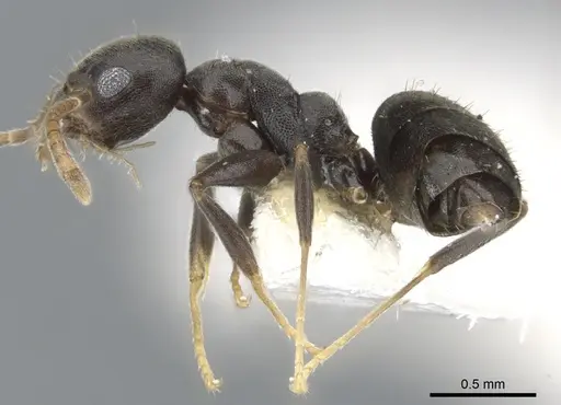 Technomyrmex fornax - CASENT0903041