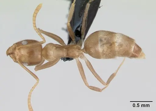 Technomyrmex fulvus specimen