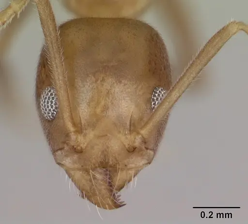 Technomyrmex fulvus specimen