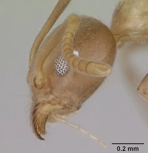 Technomyrmex fulvus specimen