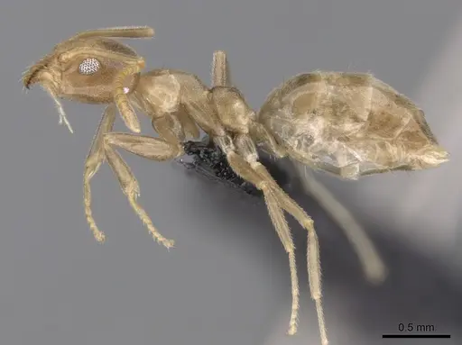 Technomyrmex fulvus - CASENT0173587