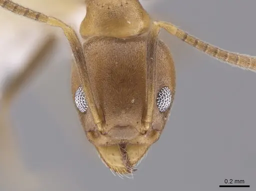 Technomyrmex fulvus - CASENT0648683