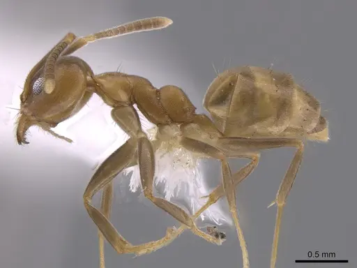 Technomyrmex fulvus - CASENT0648683