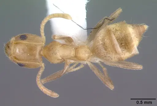 Technomyrmex fulvus - PSW3348-12