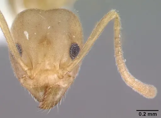 Technomyrmex fulvus - PSW3348-12