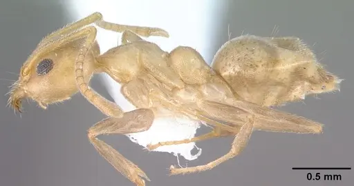 Technomyrmex fulvus - PSW3348-12