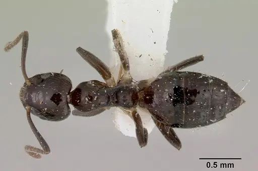 Technomyrmex furens specimen