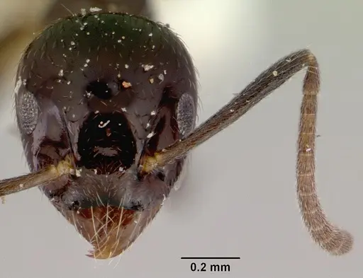 Technomyrmex furens specimen