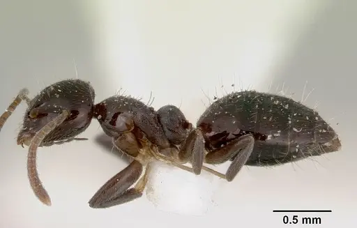 Technomyrmex furens specimen