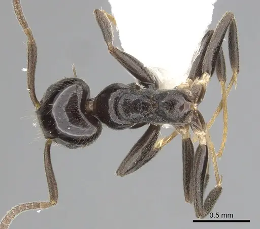 Technomyrmex furens - CASENT0249784