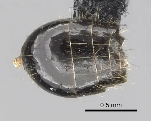 Technomyrmex furens - CASENT0249784