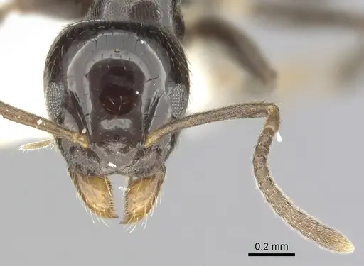 Technomyrmex furens - CASENT0249784