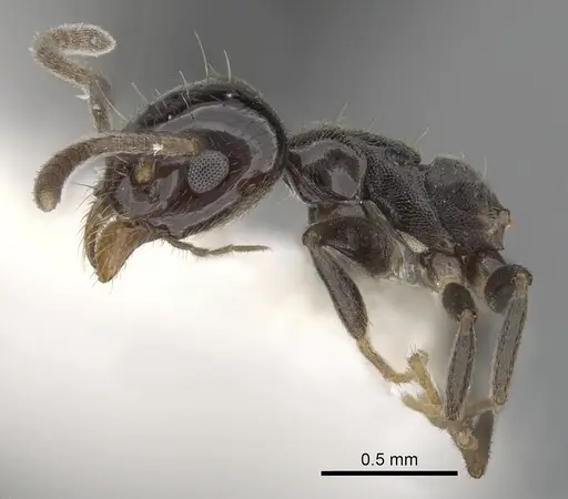 Technomyrmex furens - CASENT0249784