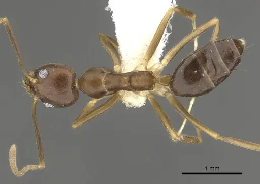 Technomyrmex gaudens specimen
