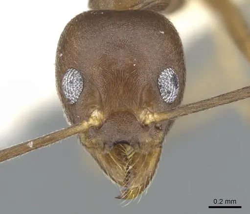 Technomyrmex gaudens specimen