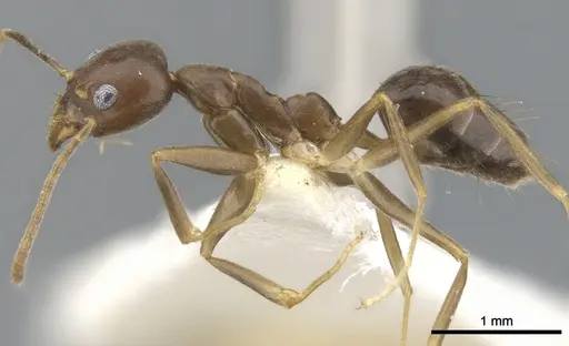 Technomyrmex gaudens specimen