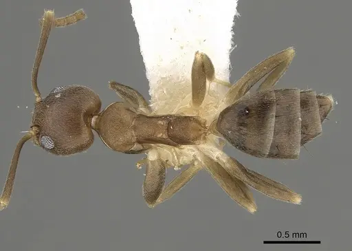 Technomyrmex gibbosus specimen