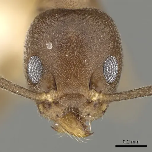 Technomyrmex gibbosus specimen