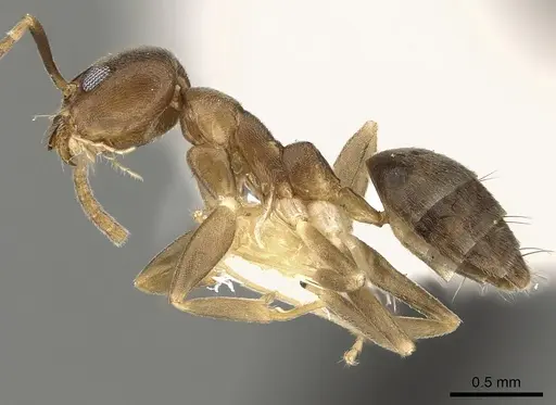 Technomyrmex gibbosus specimen