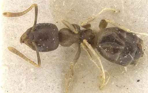 Technomyrmex gibbosus - CASENT0909797