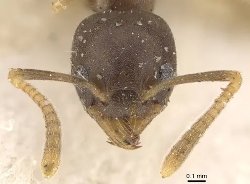 Technomyrmex gibbosus - CASENT0909797