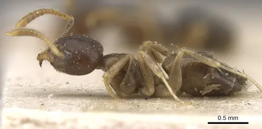 Technomyrmex gibbosus - CASENT0909797