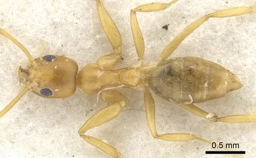 Technomyrmex gilvus specimen