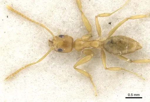Technomyrmex gilvus specimen