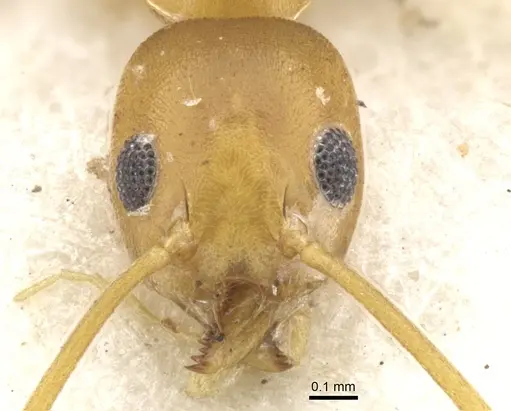 Technomyrmex gilvus specimen