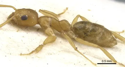 Technomyrmex gilvus - CASENT0903047