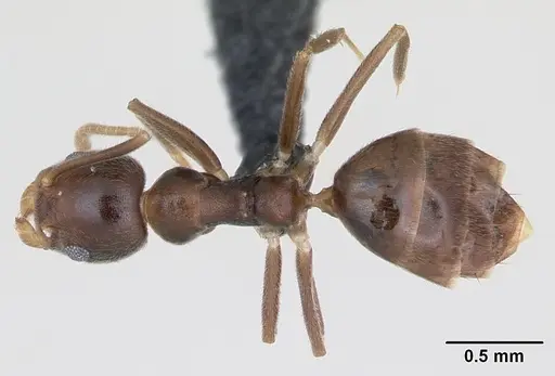 Technomyrmex gorgona specimen