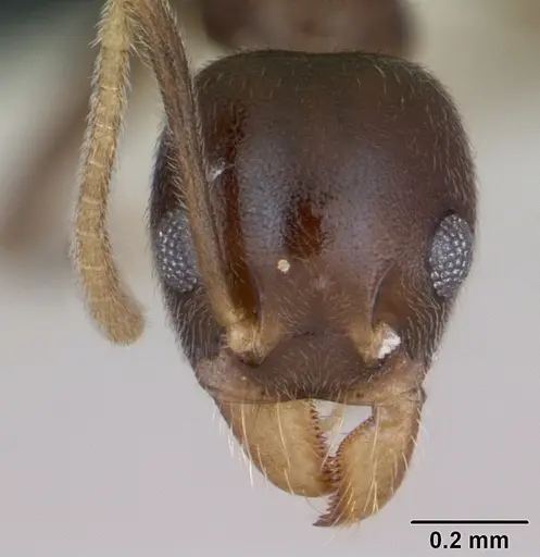Technomyrmex gorgona specimen