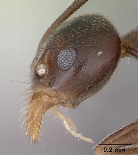 Technomyrmex gorgona specimen