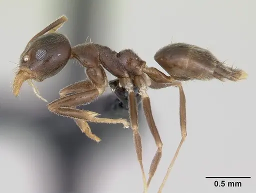 Technomyrmex gorgona - CASENT0173586