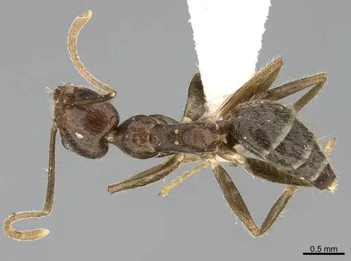 Technomyrmex grandis specimen