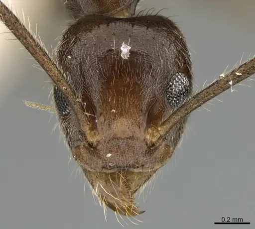 Technomyrmex grandis specimen