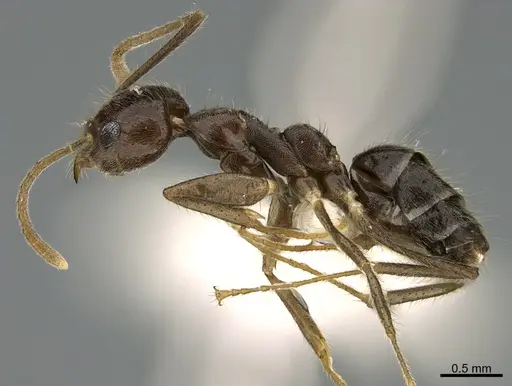 Technomyrmex grandis specimen